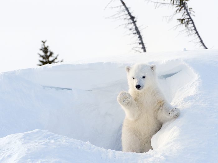 Première sortie pour les petits de Nanu, la femelle ours polaire.