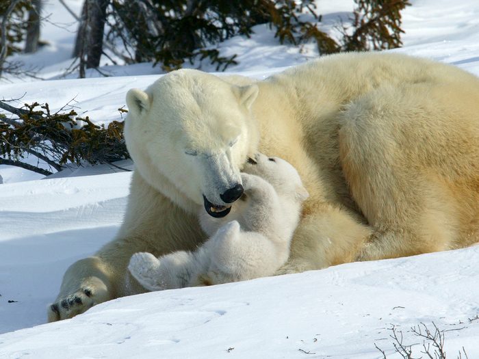 Le développement des petits de Nanu la femelle ours polaire.