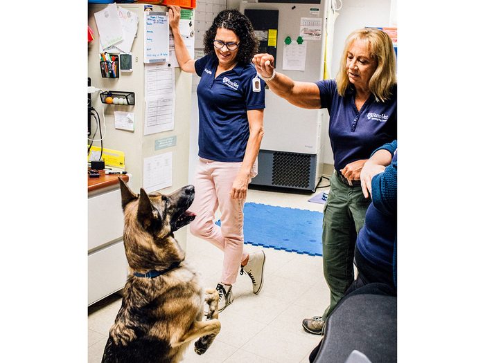 Osa a été confiée au Penn Vet Working Dog Center par un éleveur à l’âge de deux mois pour apprendre à détecter le cancer.