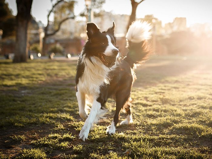 Le Border collie est l'un des chiens les plus faciles à dresser et à rendre obéissants.