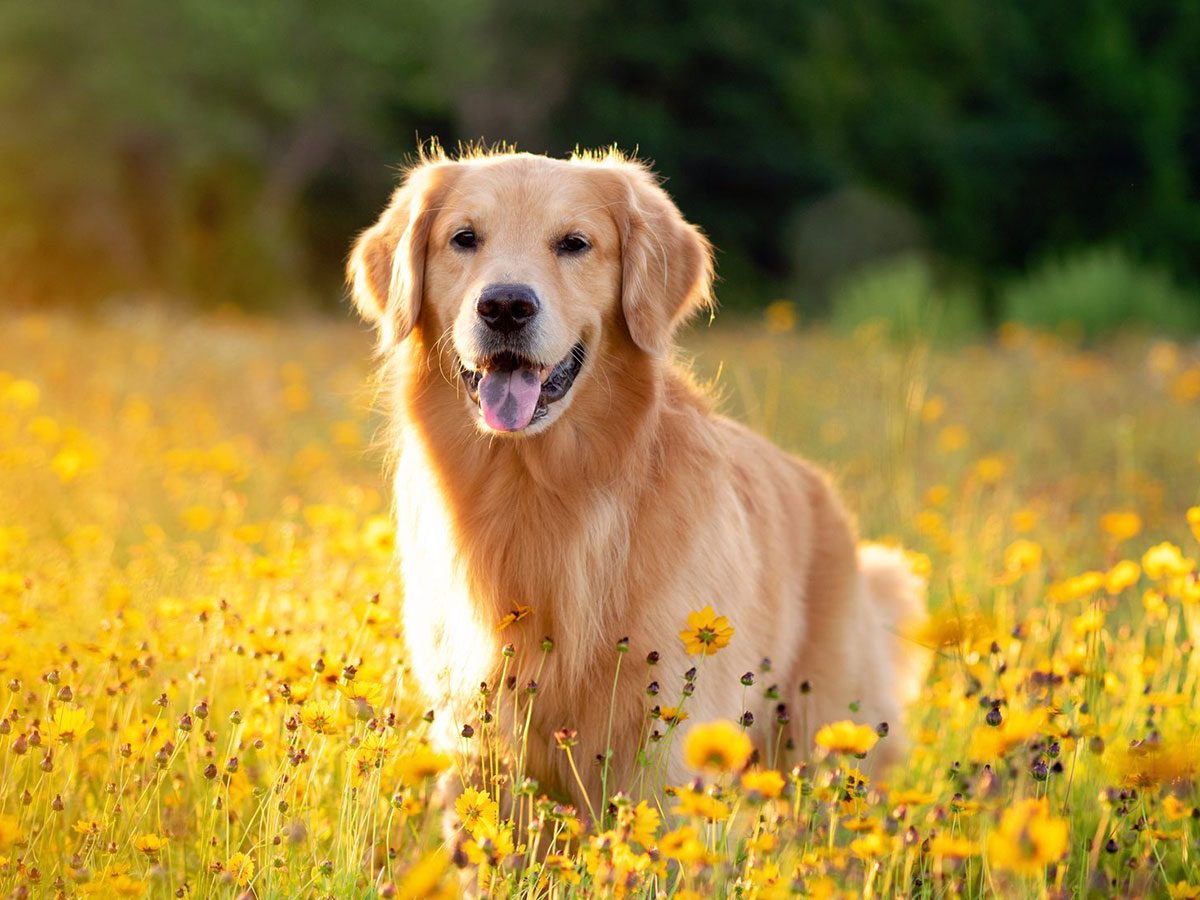 Le Golden retriever est l'un des chiens les plus faciles à dresser et à rendre obéissants.