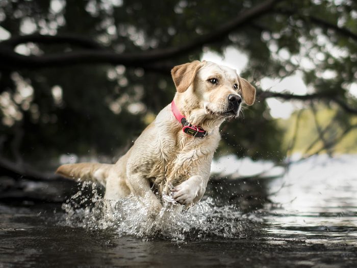 Le Labrador retriever est l'un des chiens les plus faciles à dresser et à rendre obéissants.