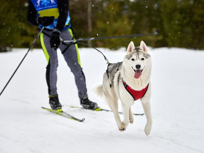 Pensez au ski joering comme sport d'hiver!