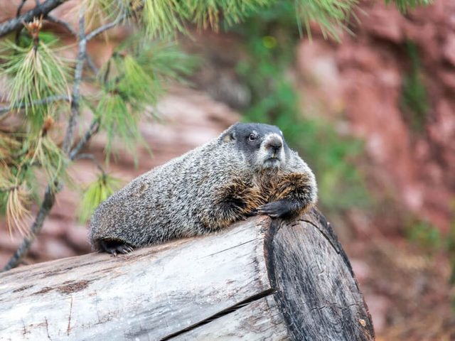 Jour de la marmotte: les marmottes vivent surtout en Amrique du Nord.
