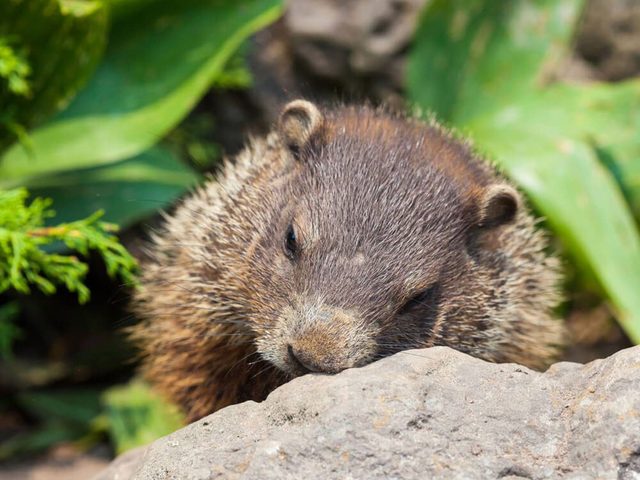 Jour de la marmotte: les marmottes adorent dormir.