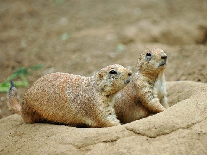 Jour de la marmotte: les marmottes sont romantiques.