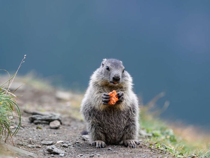 Jour de la marmotte: les marmottes sont végétariennes.