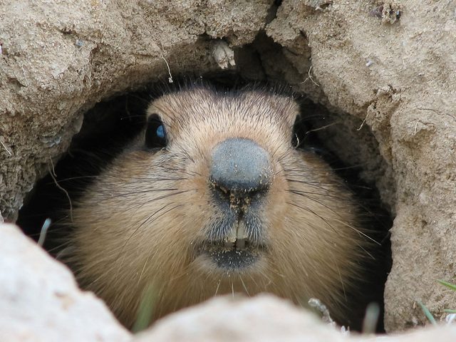 Jour de la marmotte: sachez que les marmottes ne sont pas doues pour faire des prvisions mtorologiques.