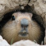 Jour de la marmotte: 12 faits à connaître sur la marmotte