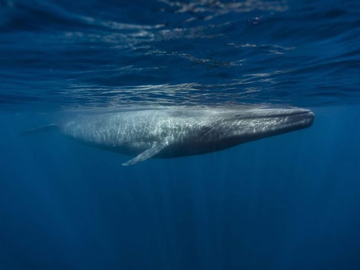 Les baleines bleues font partie des mystères de l'océan que les scientifiques ne peuvent toujours pas expliquer!