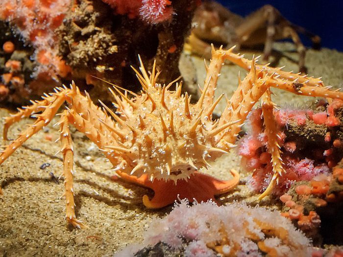 Les abysses font partie des mystères de l'océan que les scientifiques ne peuvent toujours pas expliquer!