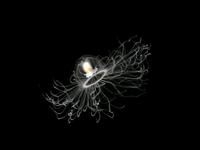 La méduse «immortelle» fait partie des mystères de l'océan que les scientifiques ne peuvent toujours pas expliquer!