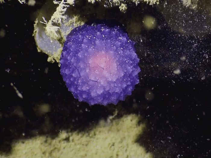 La sphère pourpre fait partie des mystères de l'océan que les scientifiques ne peuvent toujours pas expliquer!