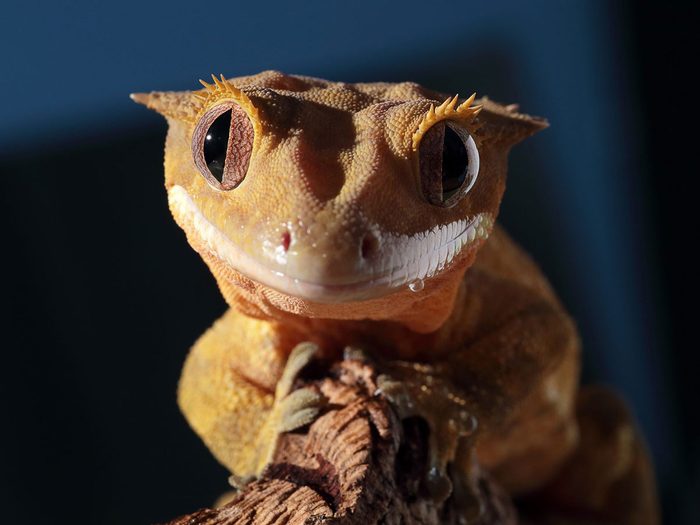 Le gecko à crête fait partie des petits animaux de compagnie qui sont faciles à entretenir.