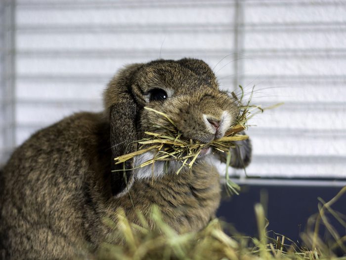 Le lapin bélier nain fait partie des petits animaux de compagnie qui sont faciles à entretenir.
