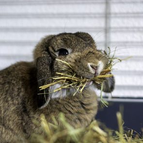 Le lapin bélier nain fait partie des petits animaux de compagnie qui sont faciles à entretenir.