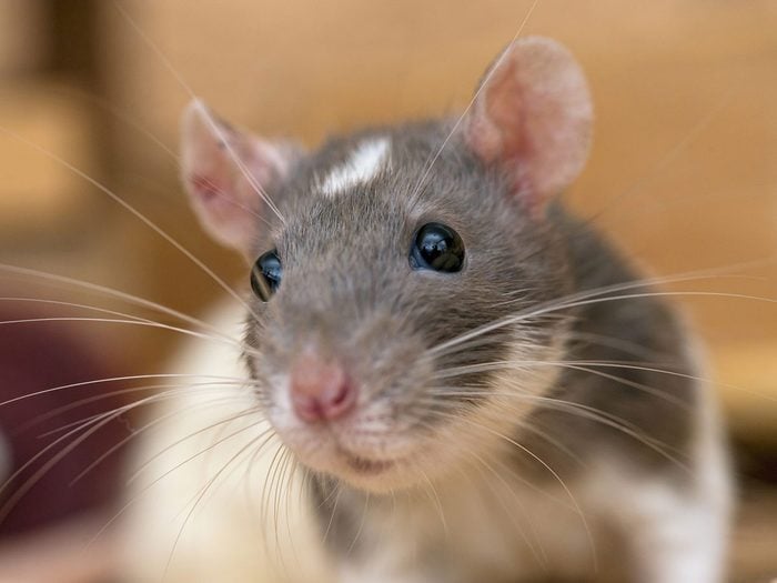 Le rat de Norvège fait partie des petits animaux de compagnie qui sont faciles à entretenir.