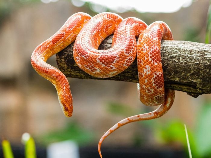 Le serpent des blés fait partie des petits animaux de compagnie qui sont faciles à entretenir.