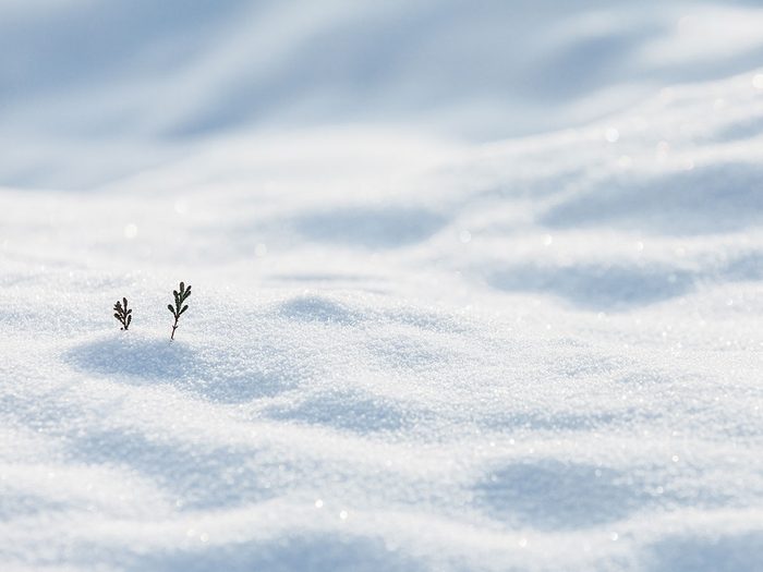 Quiz, testez vos connaissances: quand il fait froid l’hiver, à quelle température se maintient en général le sol sous la neige?