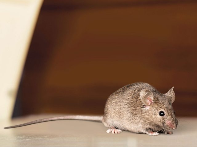 Les souris et les rats font partie des dclencheurs d'allergies dans la maison.
