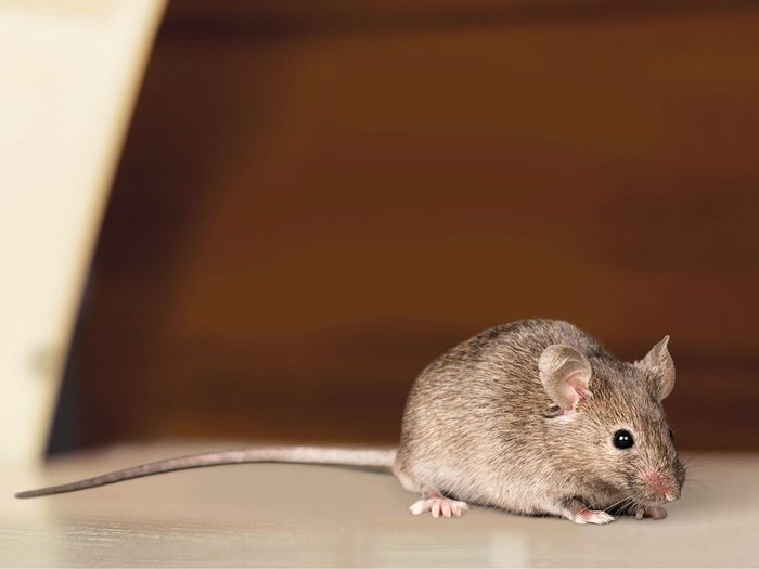 Les souris et les rats font partie des déclencheurs d'allergies dans la maison.