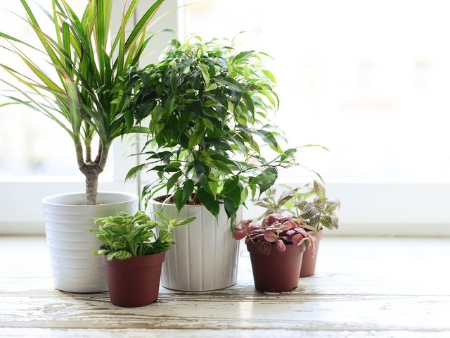 Les plantes dintrieur font partie des dclencheurs d'allergies dans la maison.