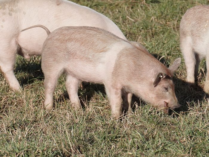 Bonnes nouvelles aux Pays‑Bas: des cochons et des oies.