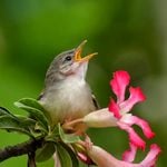 Pourquoi les oiseaux chantent au printemps?