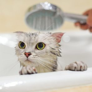 Les chats ne sont pas des cratures qui aiment l'eau.