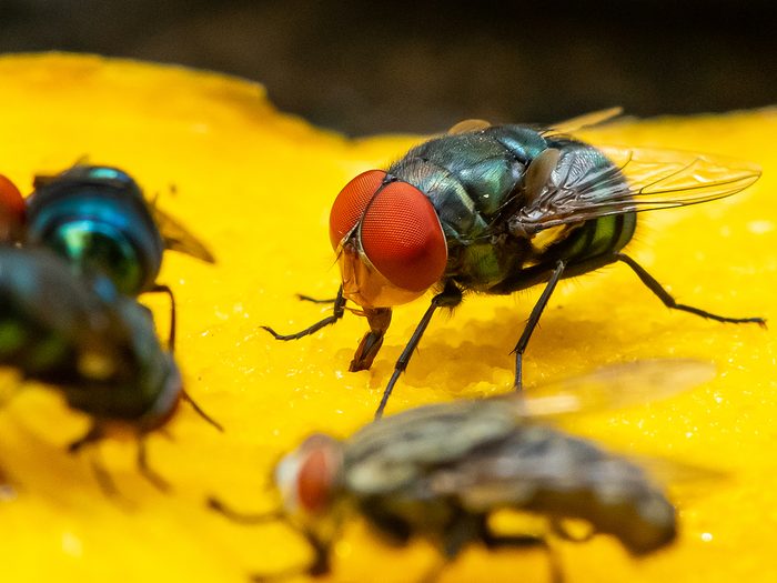 D’où viennent les mouches à fruits?
