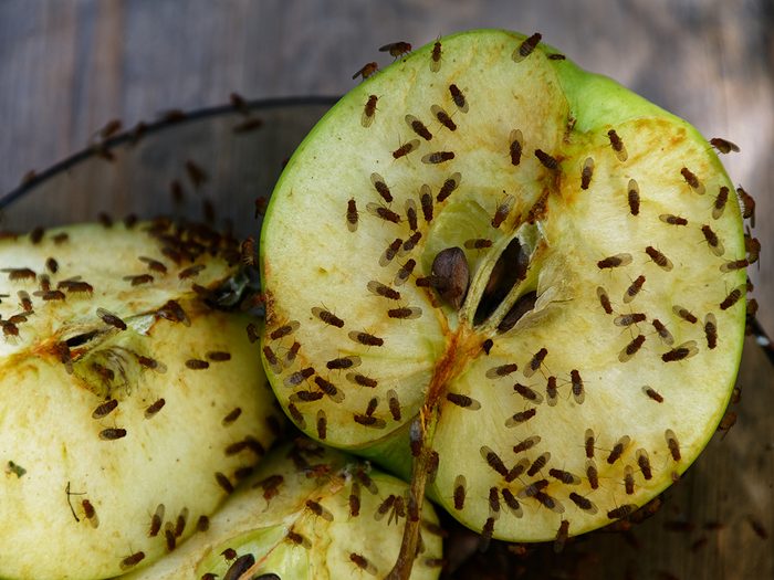 Quelle est la différence entre mouches à fruits et moucherons?