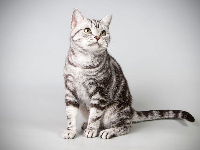 L’American shorthair fait partie des races de chats qui s'entendent bien avec les chiens.