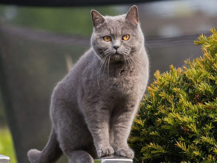 Le British shorthair fait partie des races de chats qui s'entendent bien avec les chiens.