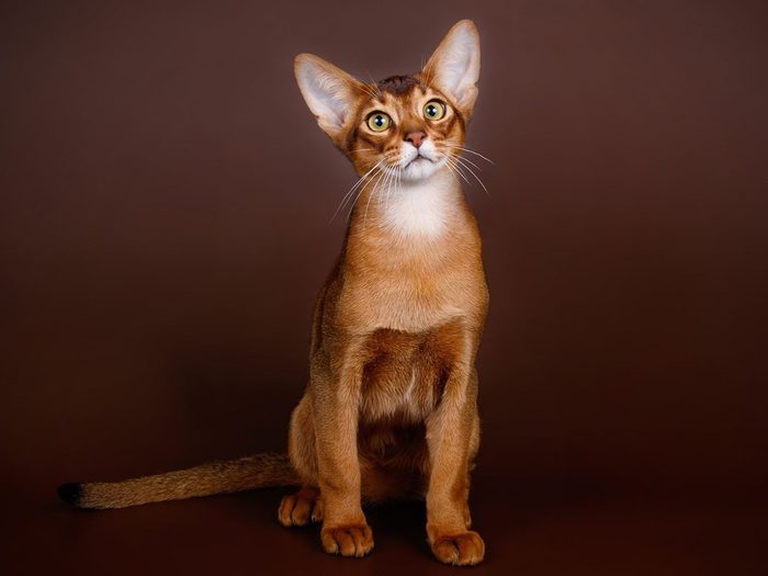 L’abyssin fait partie des races de chats qui s'entendent bien avec les chiens.