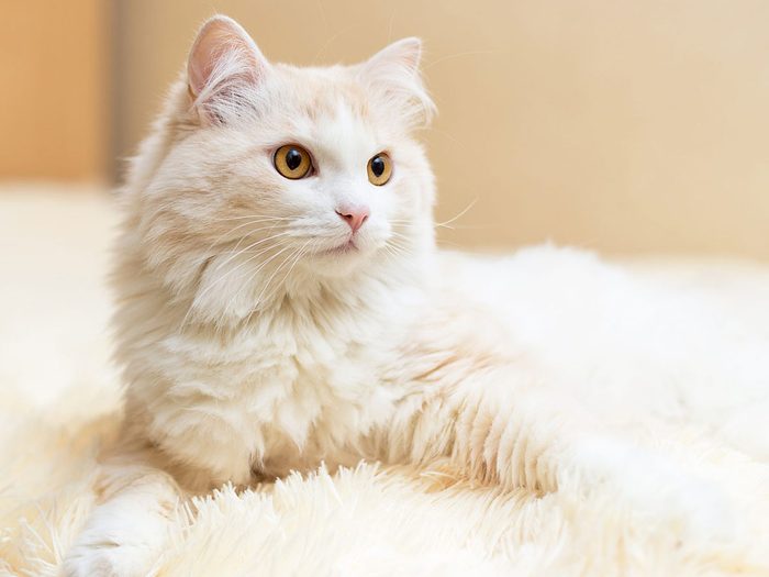 L’angora turc fait partie des races de chats qui s'entendent bien avec les chiens.