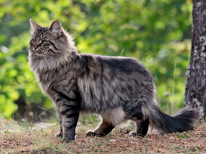 Le chat des forêts norvégiennes fait partie des races de chats qui s'entendent bien avec les chiens.