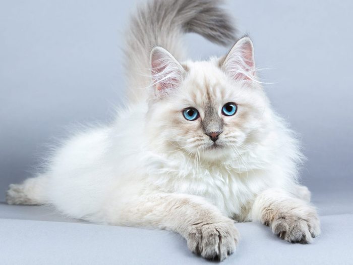 Le chat sibérien fait partie des races de chats qui s'entendent bien avec les chiens.