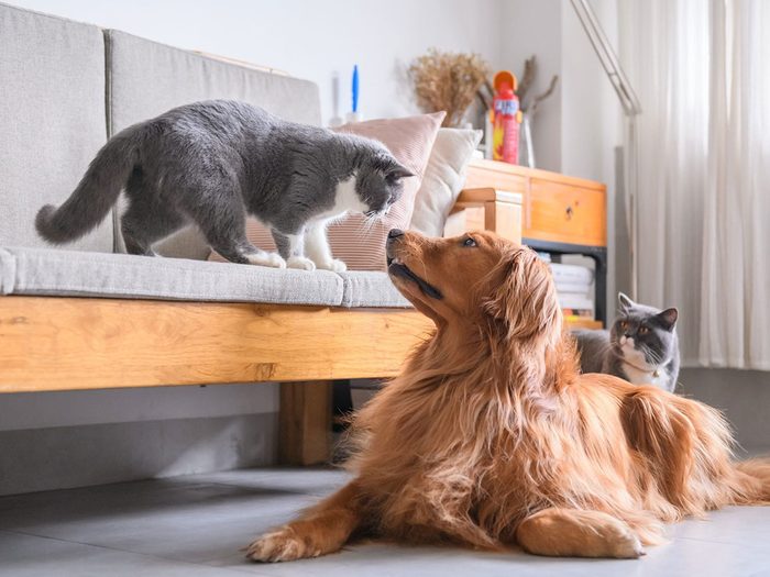 Voici 12 races de chats qui s'entendent bien avec les chiens.