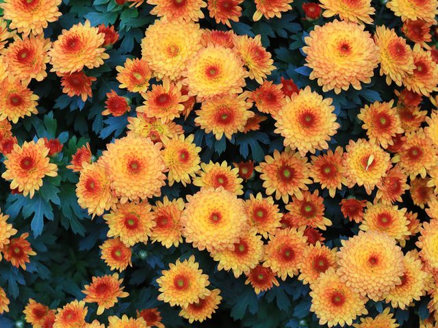 Significations des fleurs: pourquoi choisir la chrysanthme?