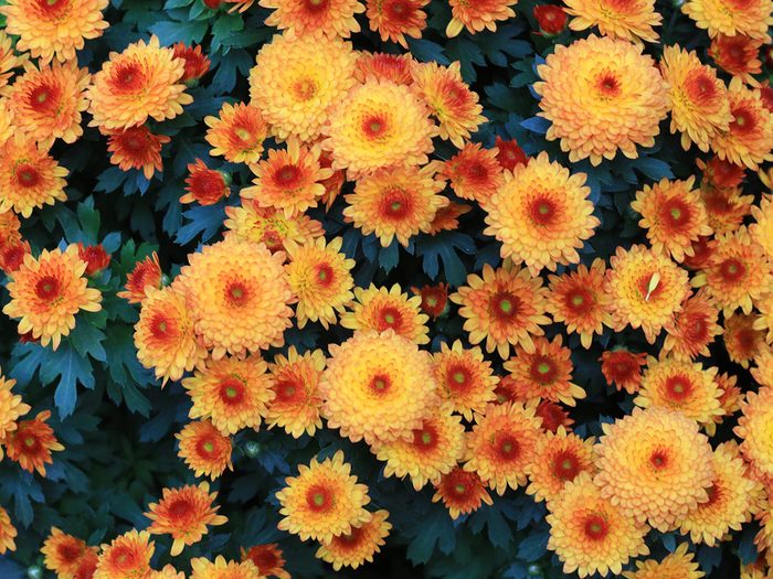 Significations des fleurs: pourquoi choisir la chrysanthème?