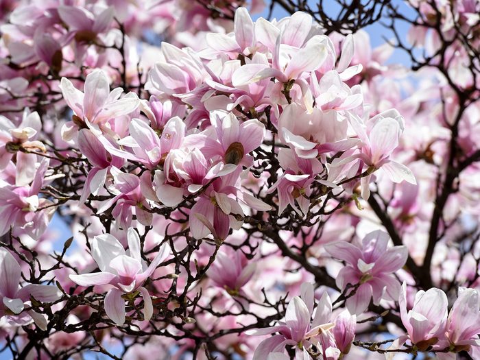 Significations des fleurs: pourquoi choisir le magnolia?