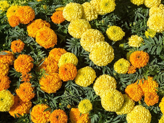 Significations des fleurs: pourquoi choisir le marigold (ou illet dInde)?