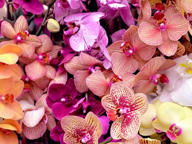 Significations des fleurs: pourquoi choisir les orchides?