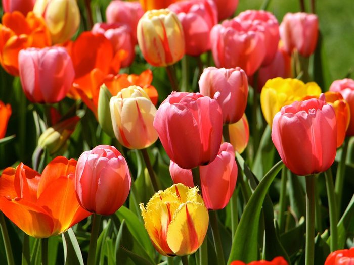 Significations des fleurs: pourquoi choisir les tulipes?