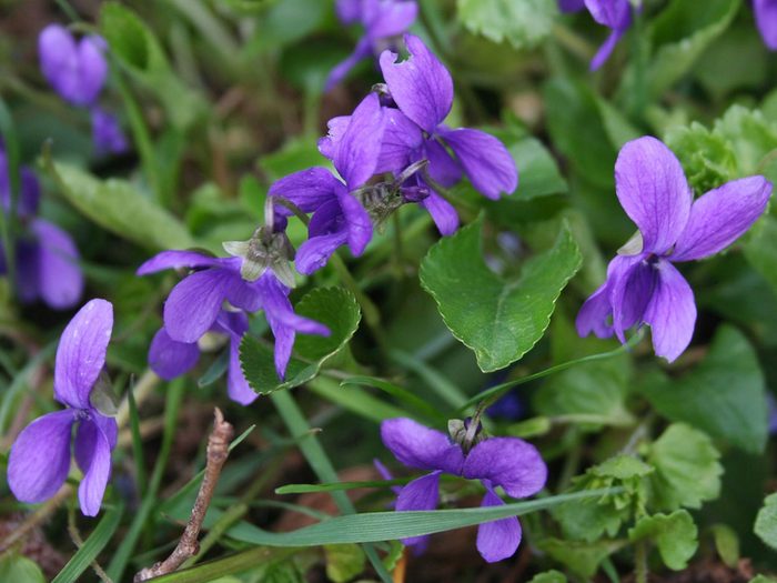 Significations des fleurs: pourquoi choisir les violettes?