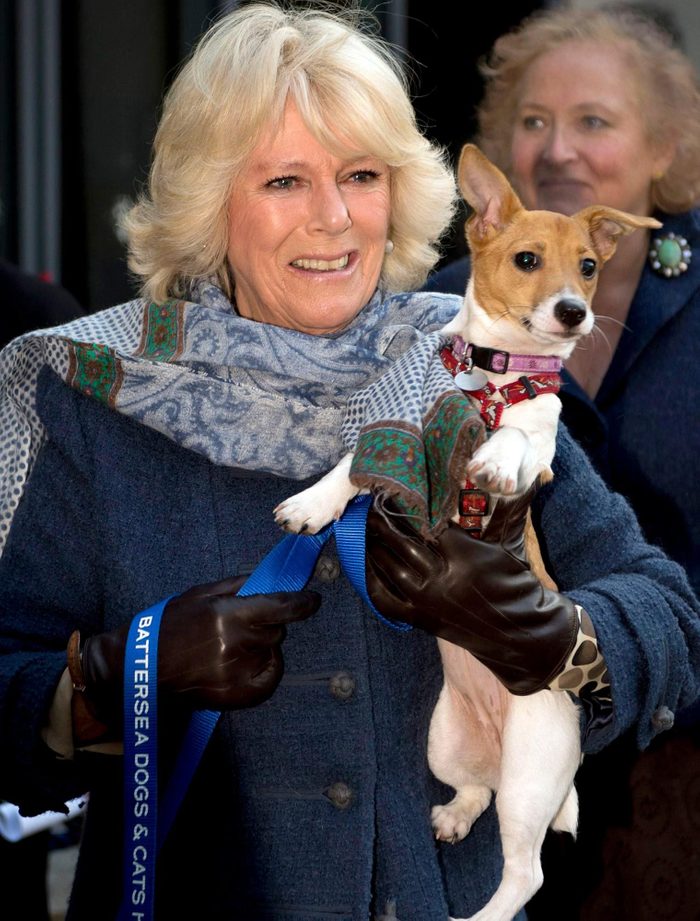Parmi les chiens de la famille royale, voici celui de Camilla Shand