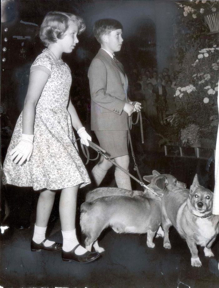 Parmi les chiens de la famille royale, voici les corgis du prince Charles et de la princesse Anne