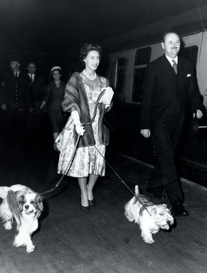Parmi les chiens de la famille royale, voici ceux de la princesse Margaret