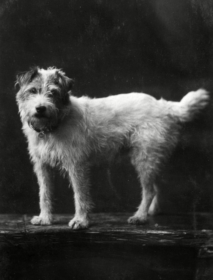 Parmi les chiens de la famille royale, voici Caesar, le chien du roi Edward VII