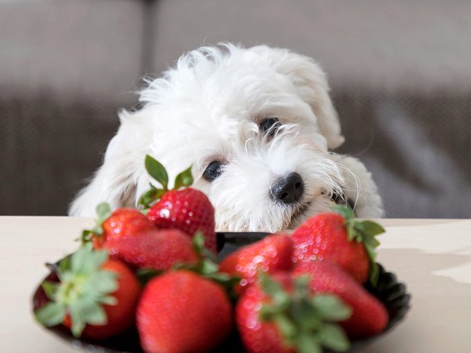 Est-ce que les chiens peuvent manger des fraises? Voyez la réponse ici!